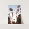 a photo of palm trees against a white wall