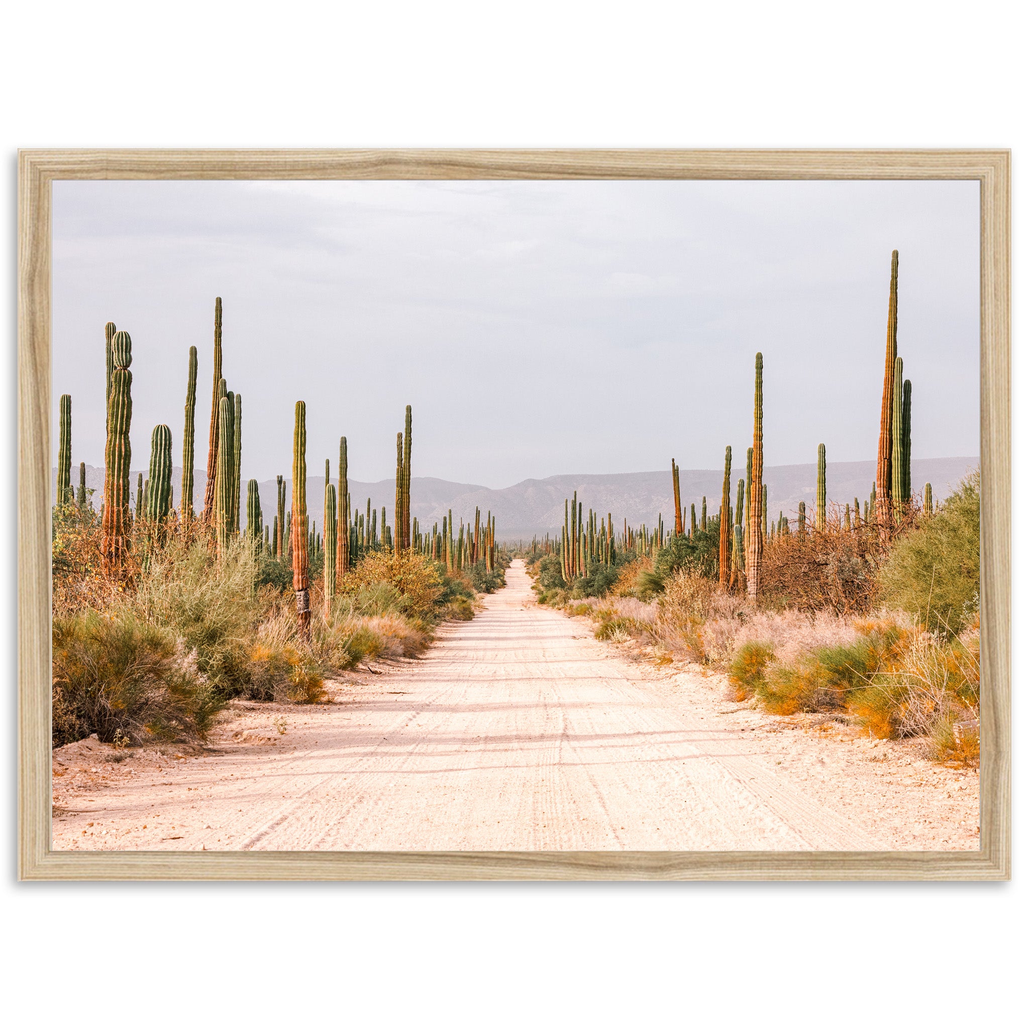 a dirt road surrounded by tall cactus trees