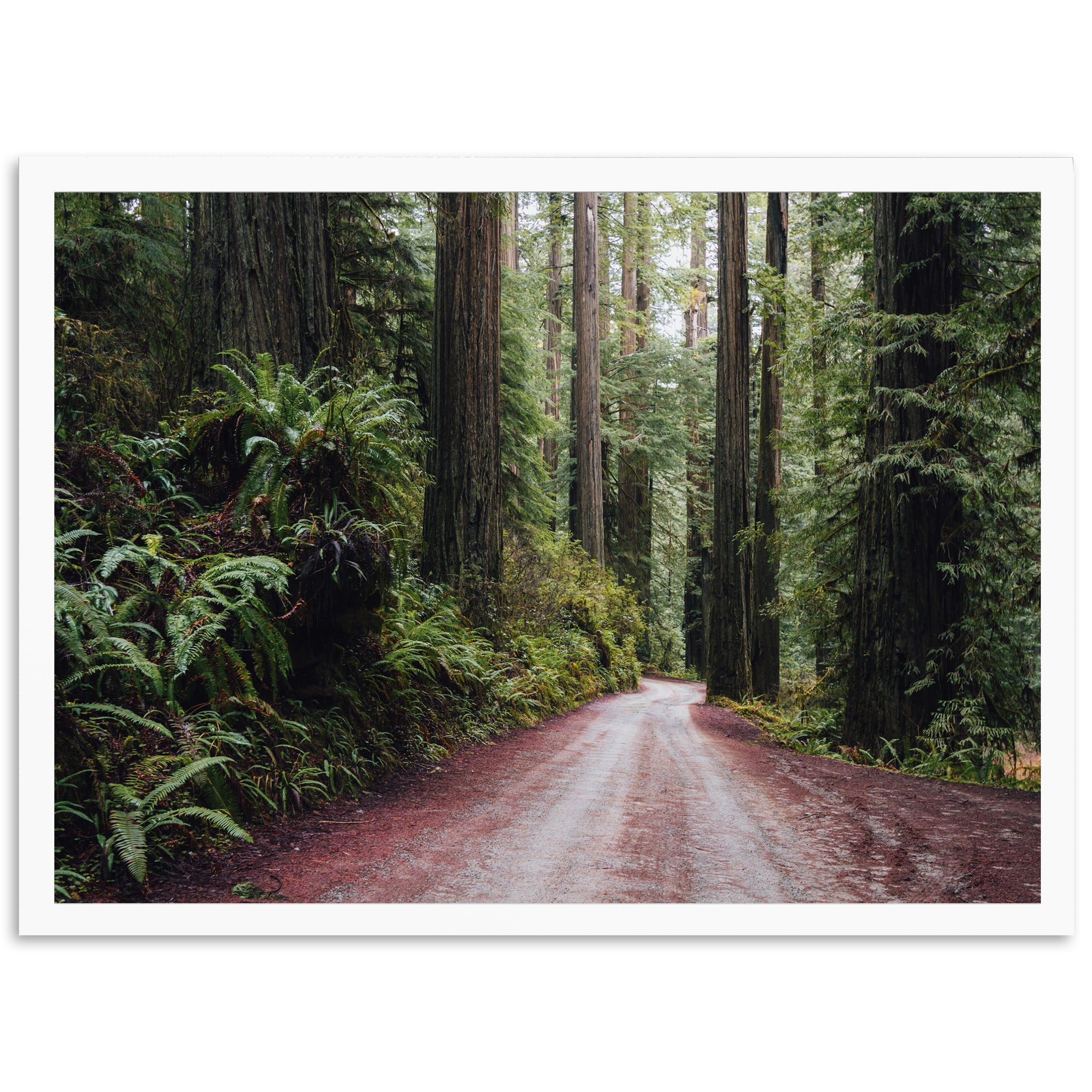 a dirt road in the middle of a forest