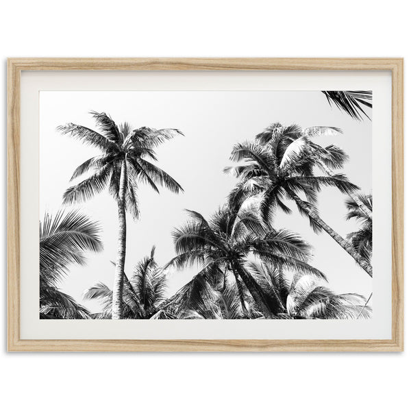 a black and white photo of palm trees