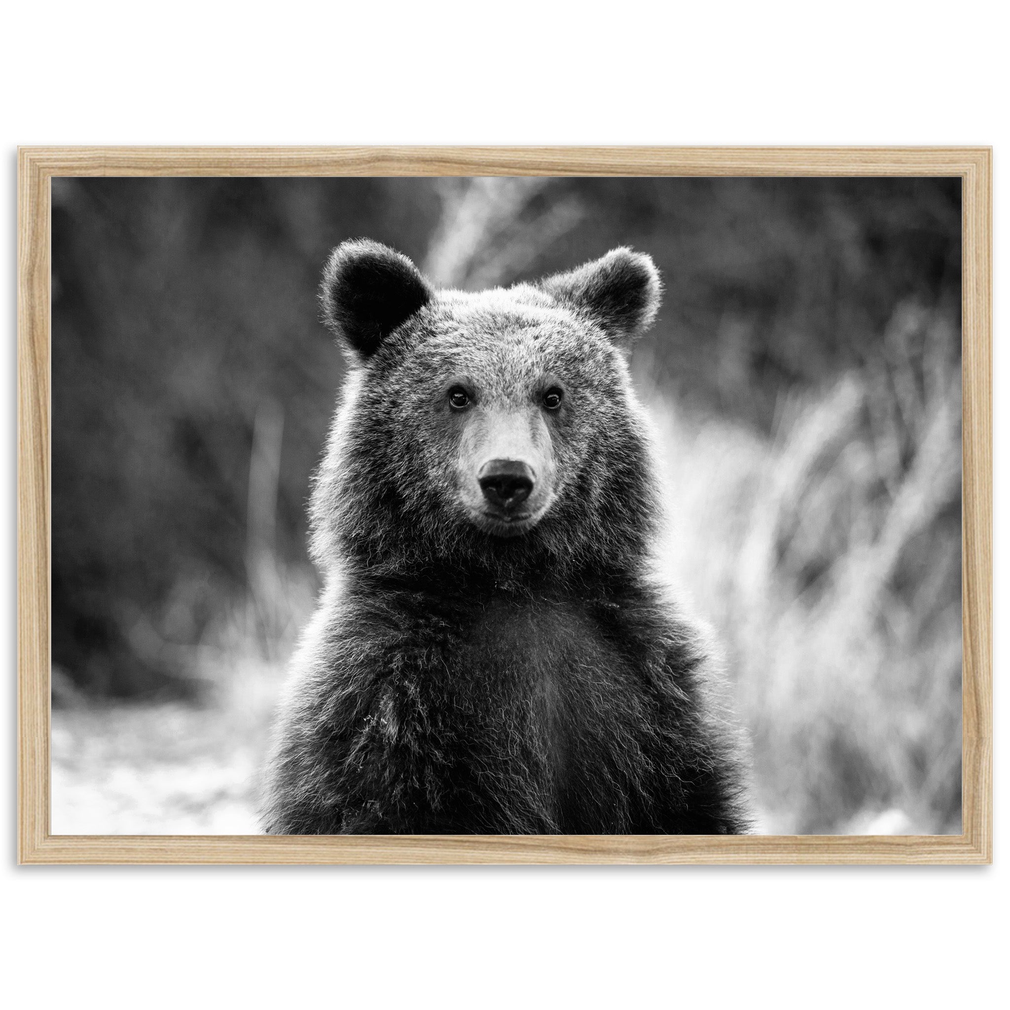 a black and white photo of a bear