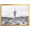 a black and white photo of a cactus in the desert