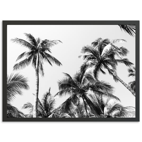 a black and white photo of palm trees