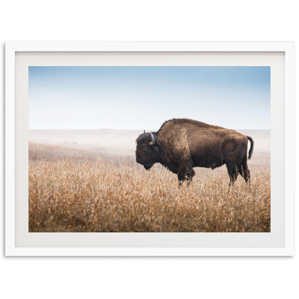 a picture of a bison standing in a field