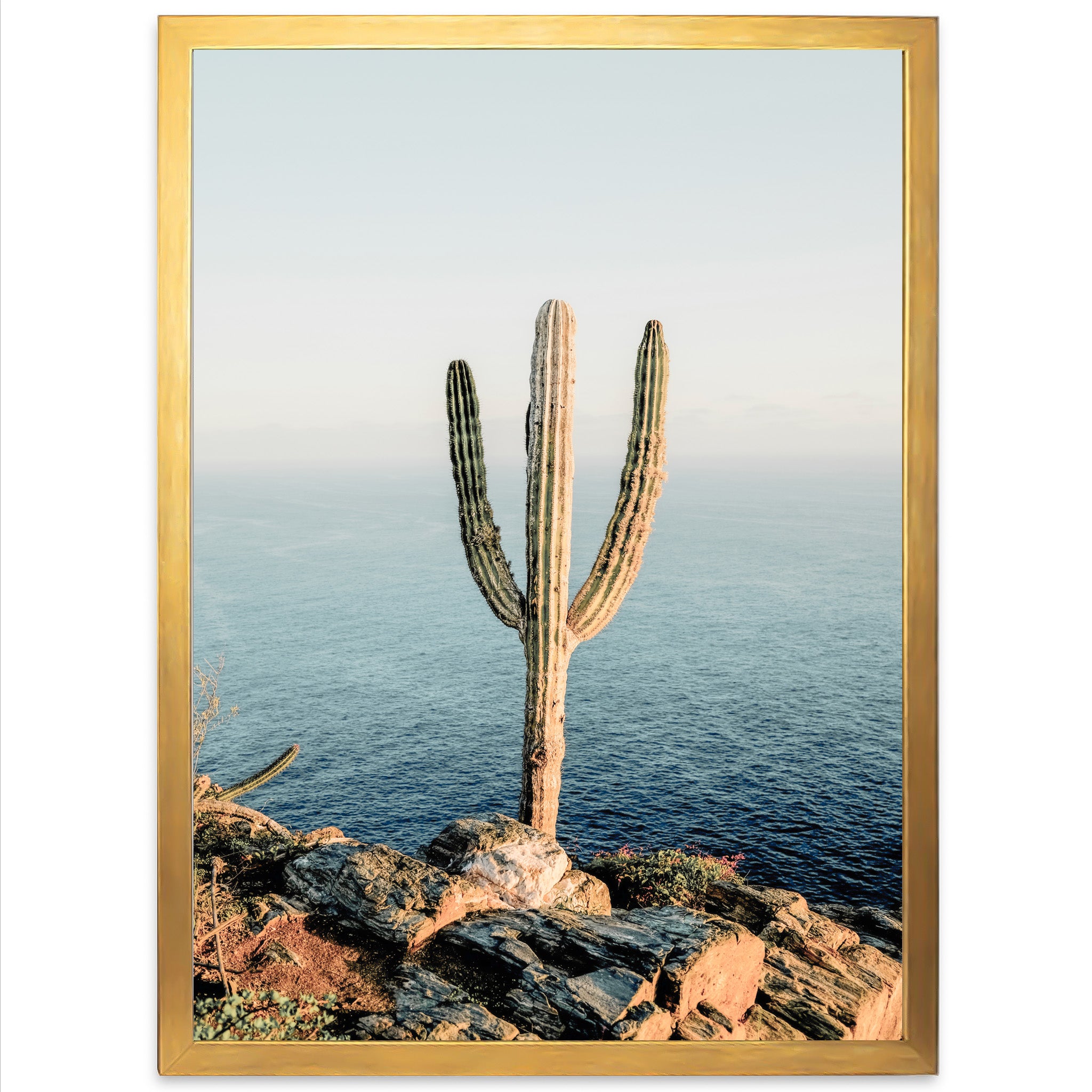 a picture of a cactus on a rocky cliff by the ocean