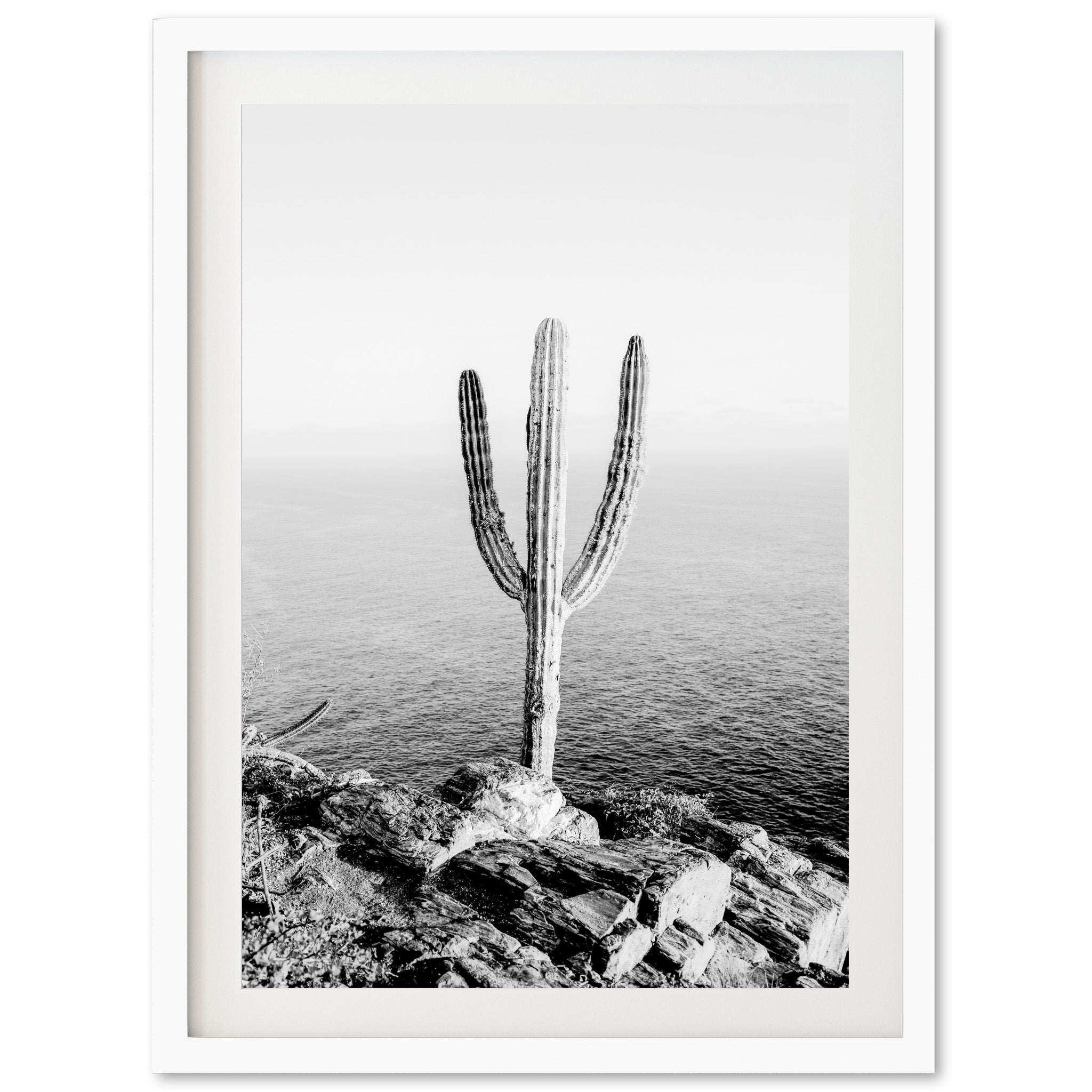 a black and white photo of a cactus by the ocean