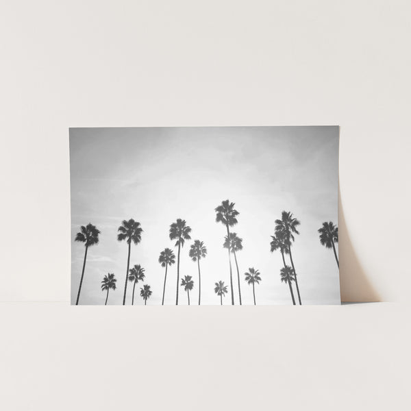 a black and white photo of a row of palm trees