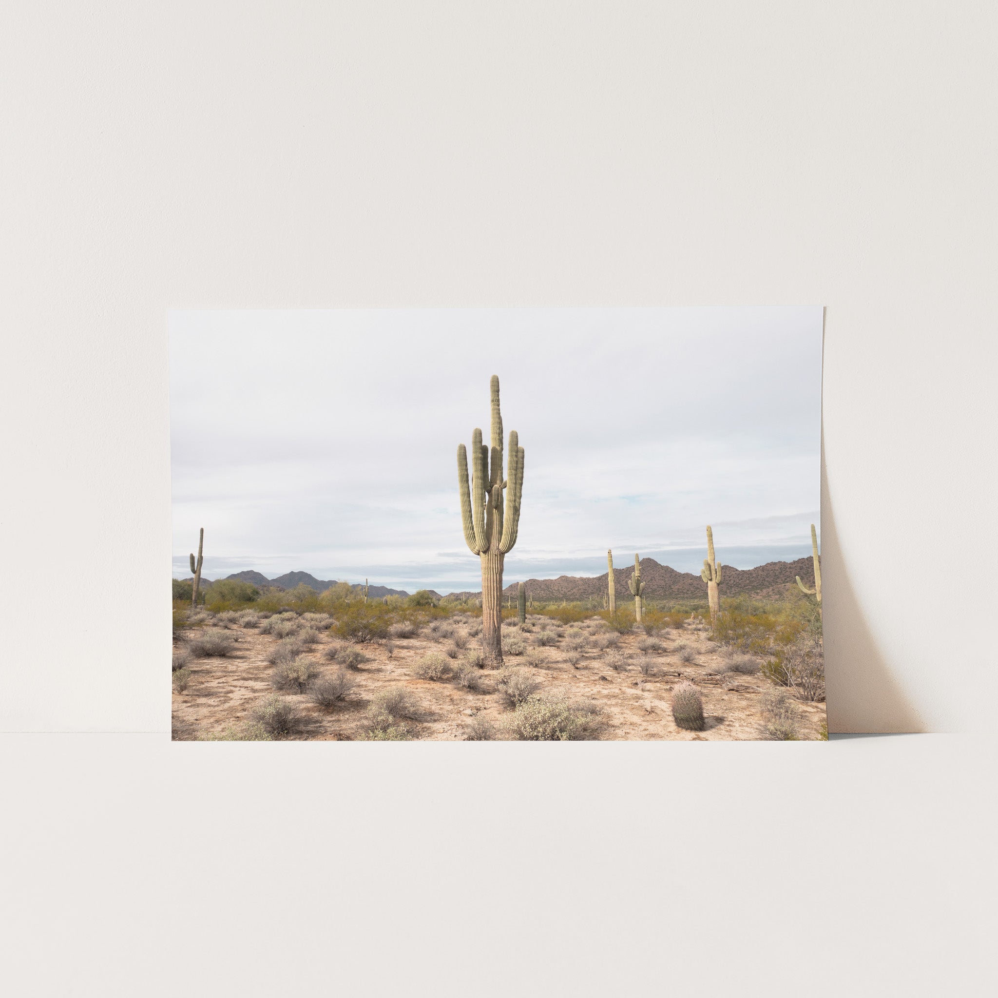 a picture of a cactus in the desert