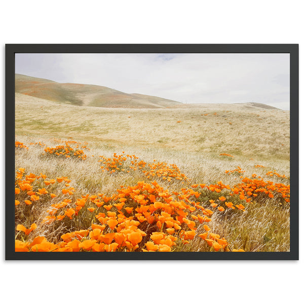 a field of orange flowers with hills in the background