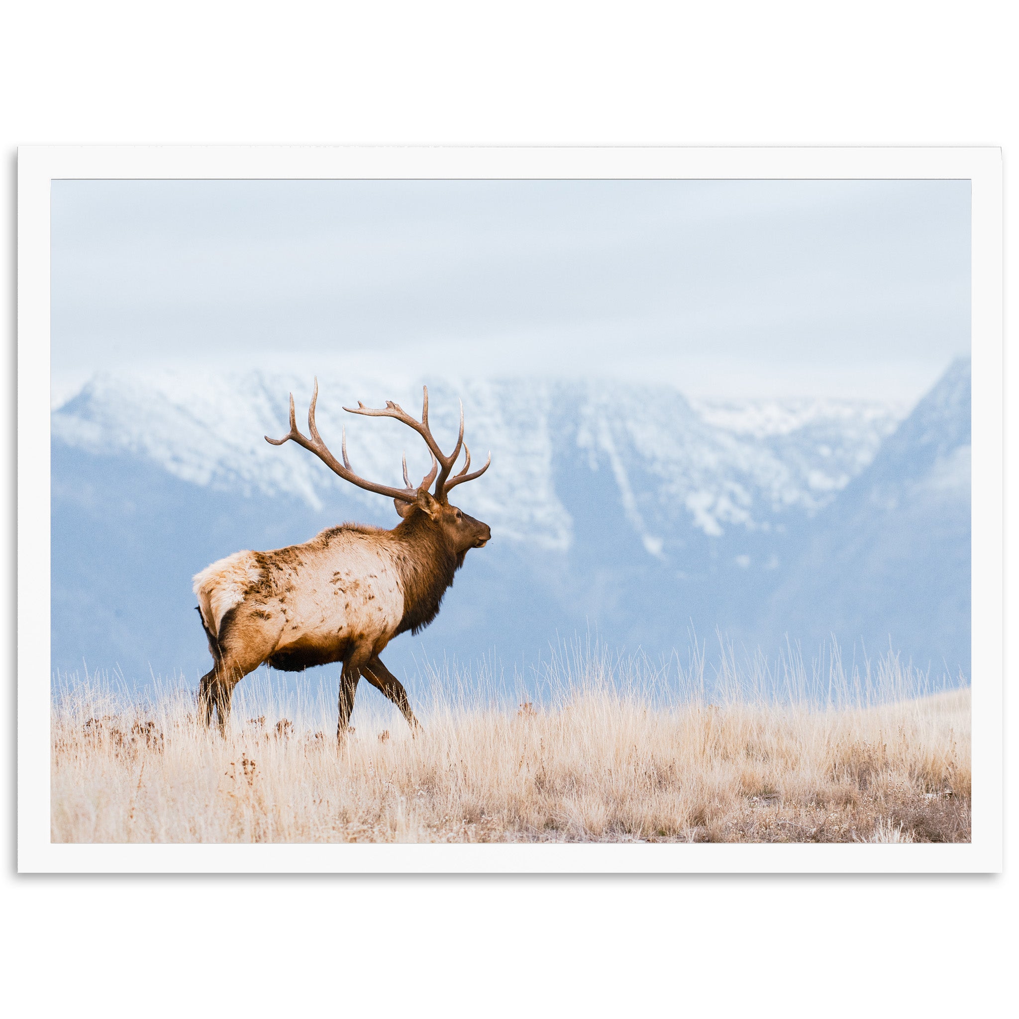 a large elk standing on top of a dry grass field