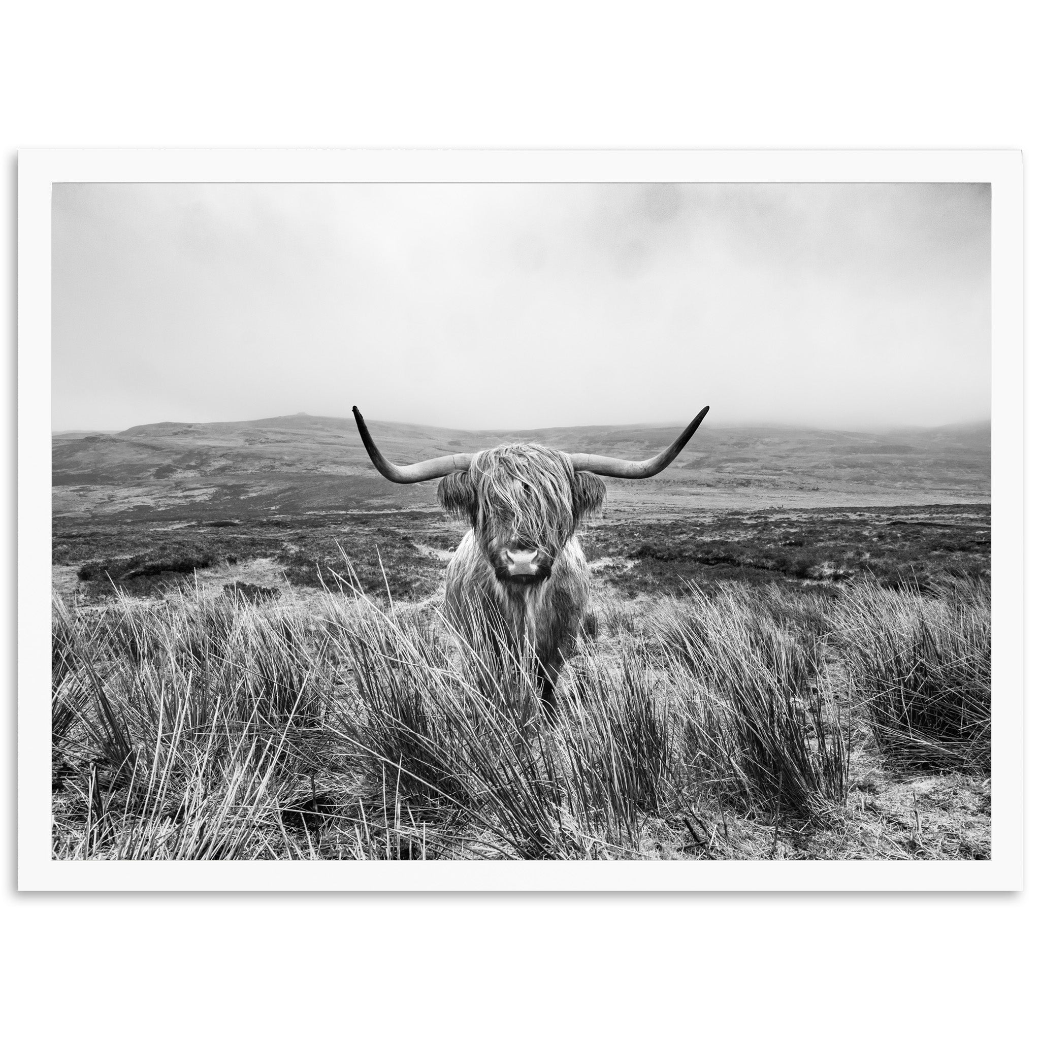 a black and white photo of a long horn bull