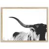 a black and white photo of a long horn steer