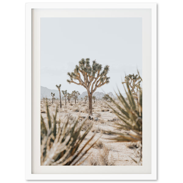 a picture of a joshua tree in the desert