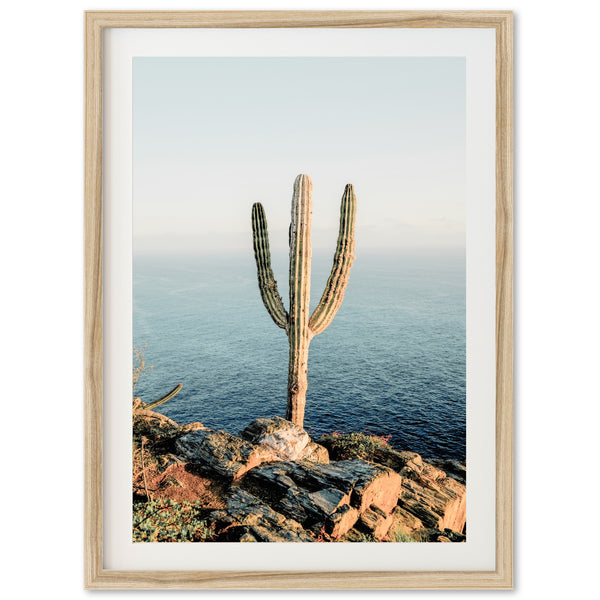 a cactus on a rocky cliff by the ocean