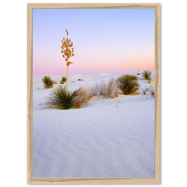 a picture of a desert with a small tree in the middle of it