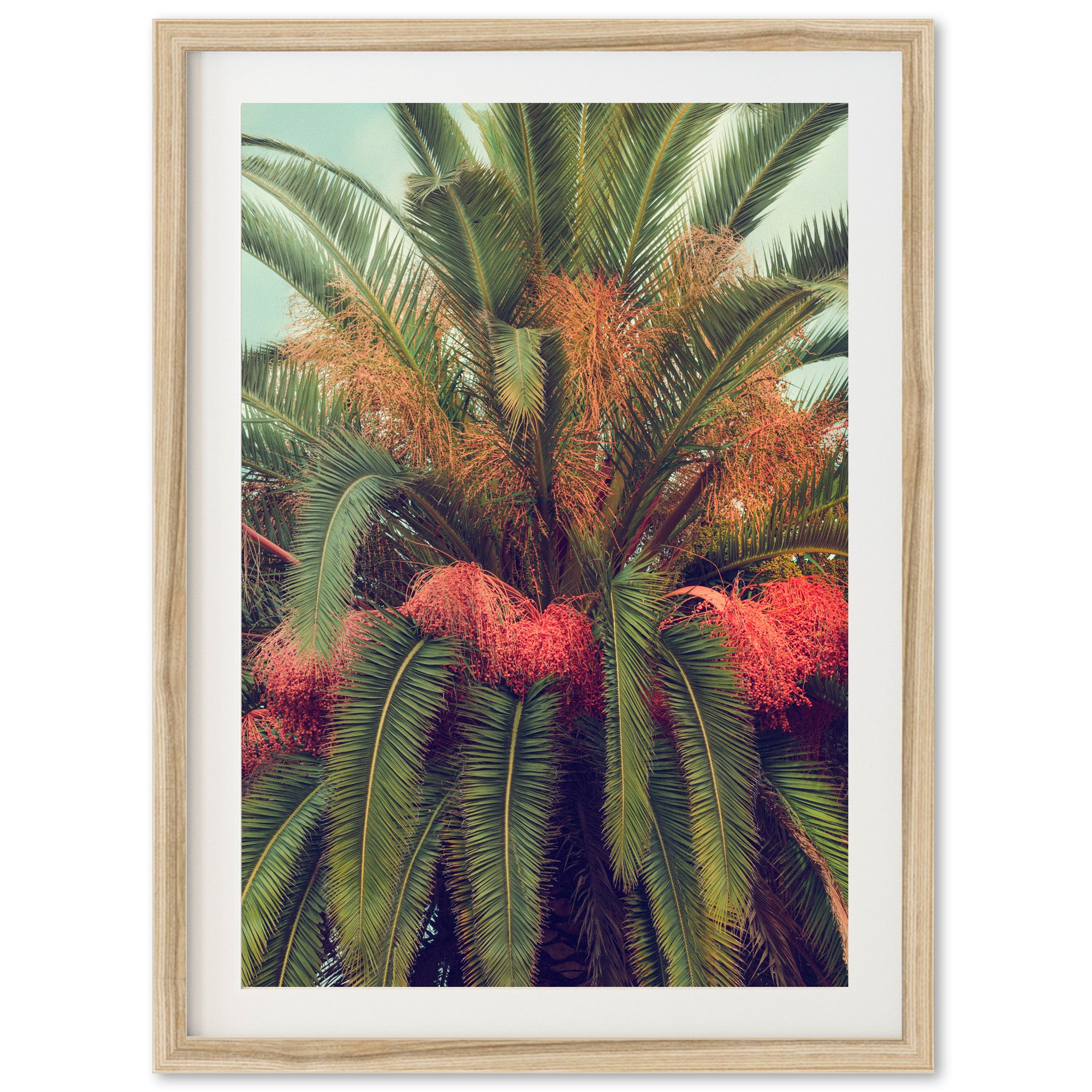 a picture of a palm tree with red flowers