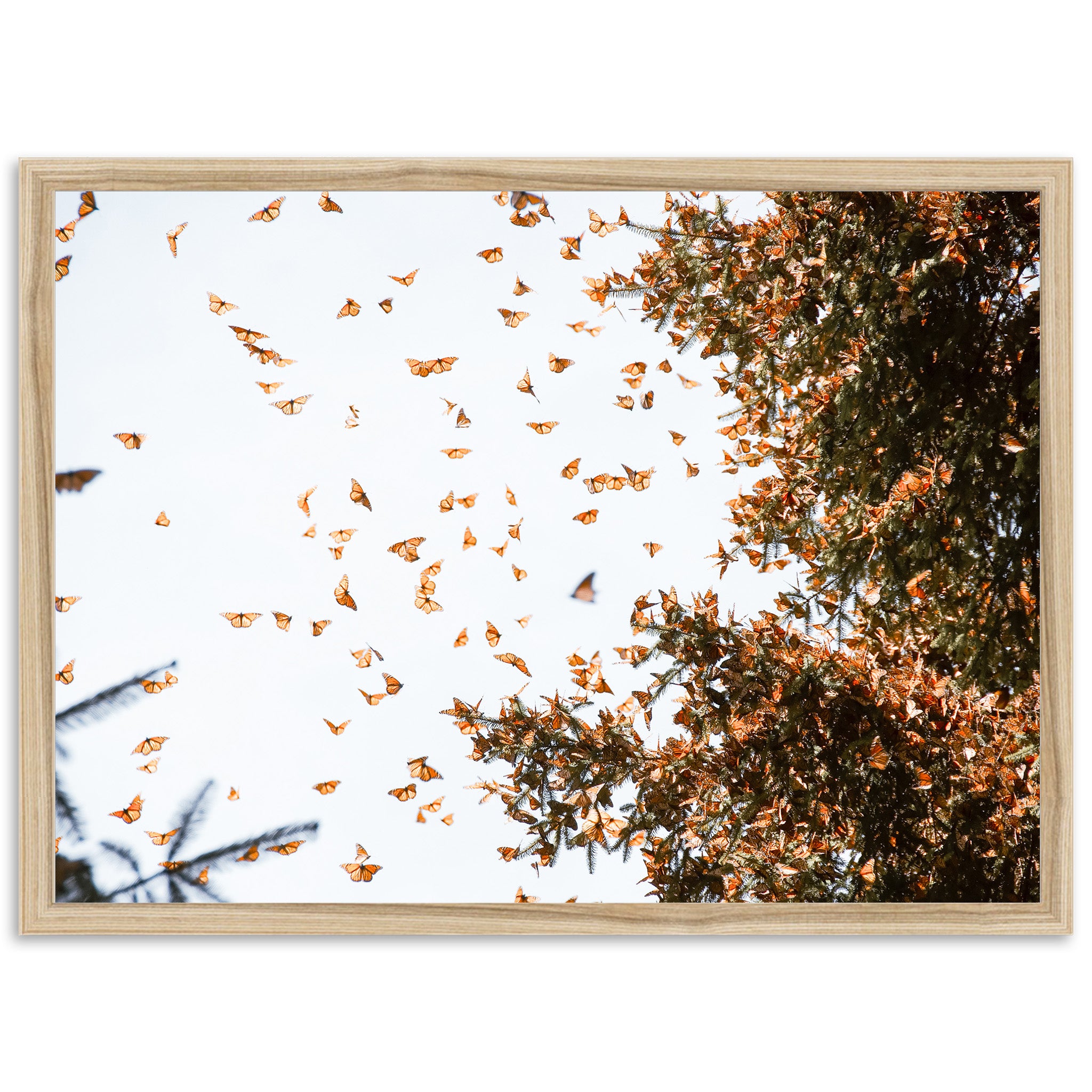 a picture of a bunch of butterflies flying in the air