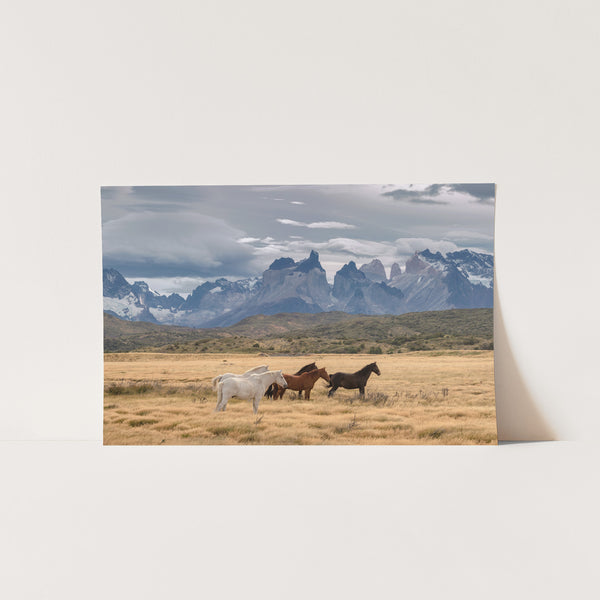 a group of horses standing on top of a dry grass field