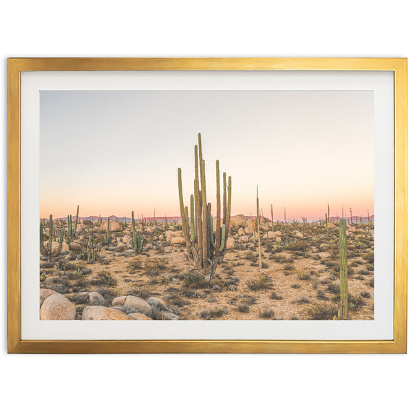 a picture of a desert with a few cacti