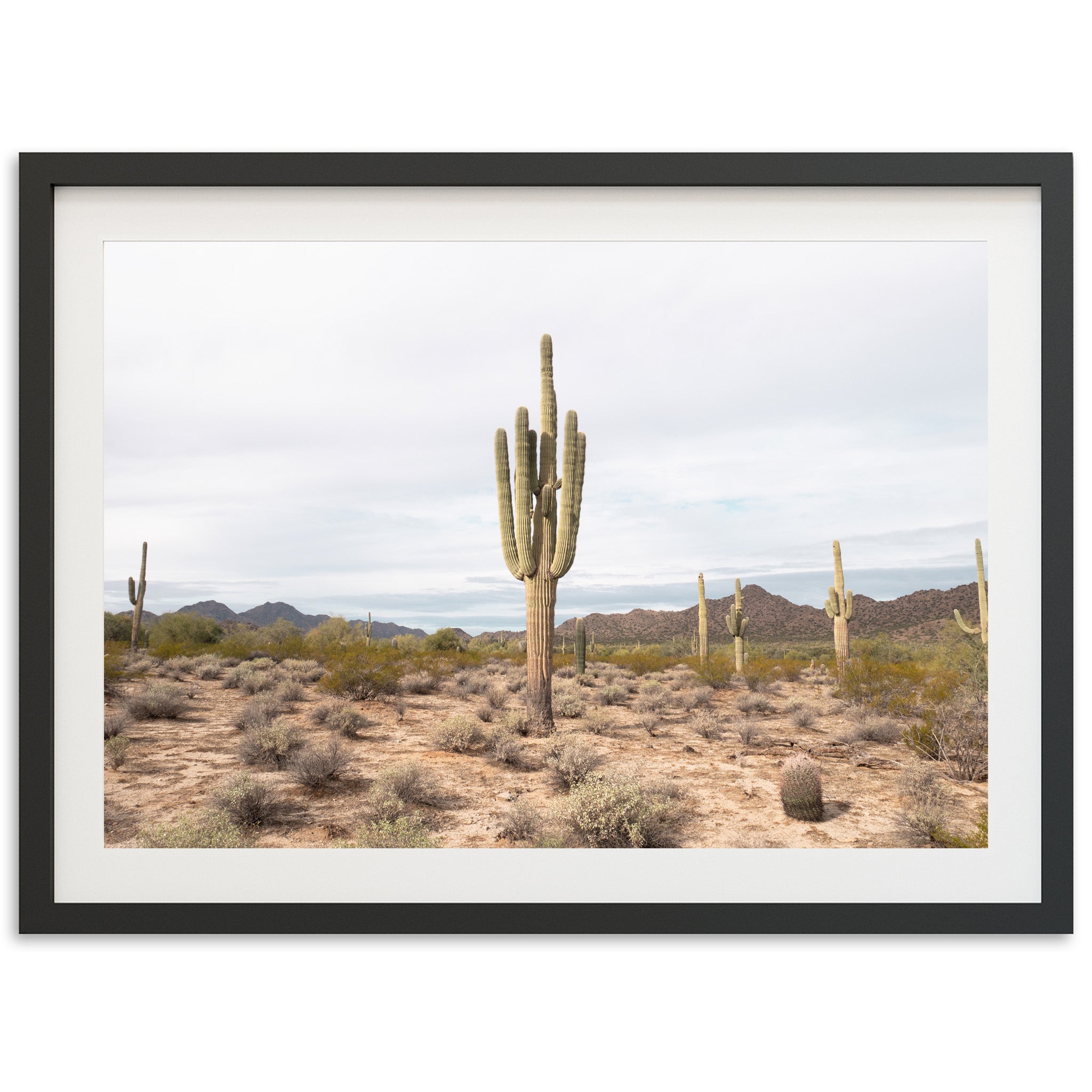 a picture of a cactus in the desert