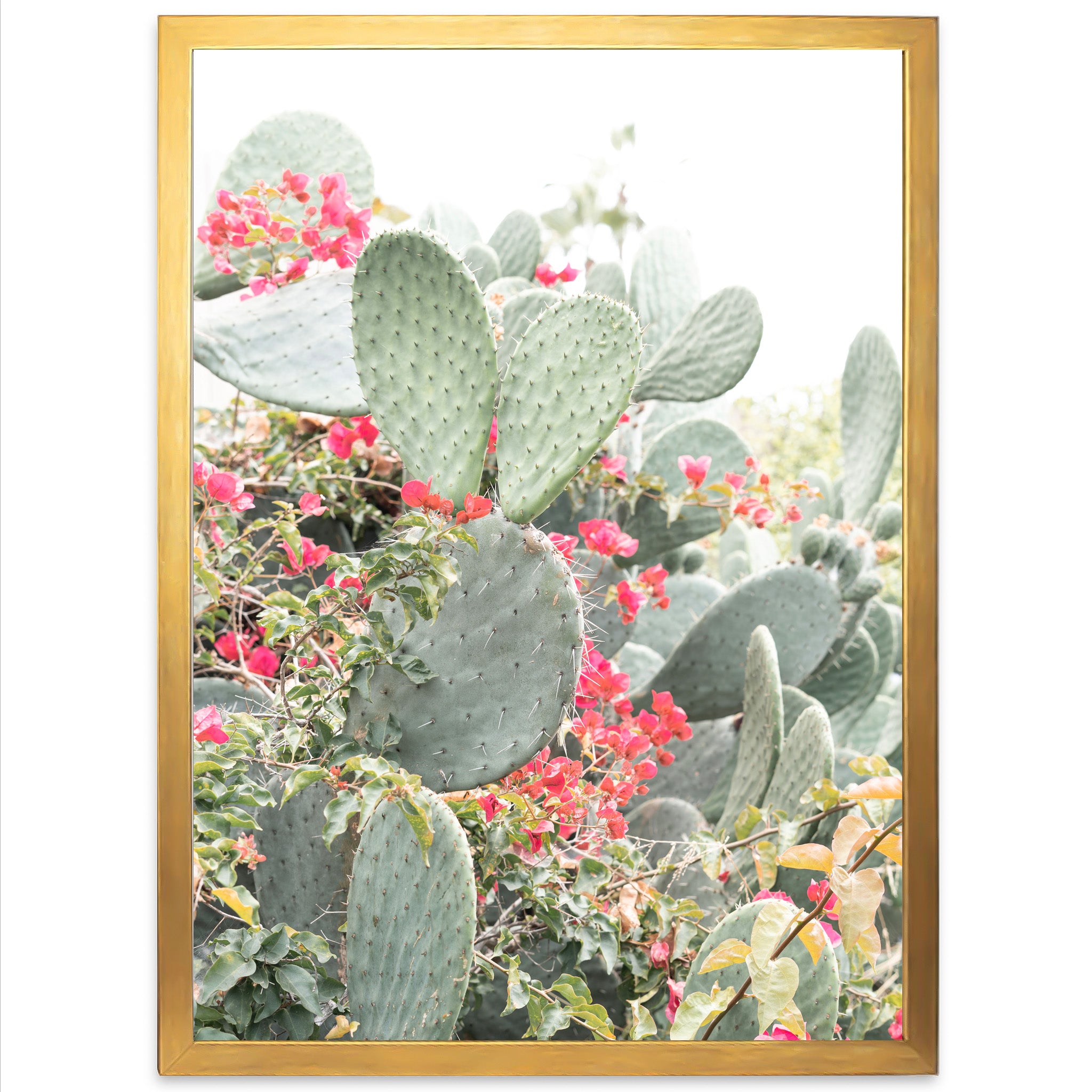 a picture of a cactus with red flowers in the background