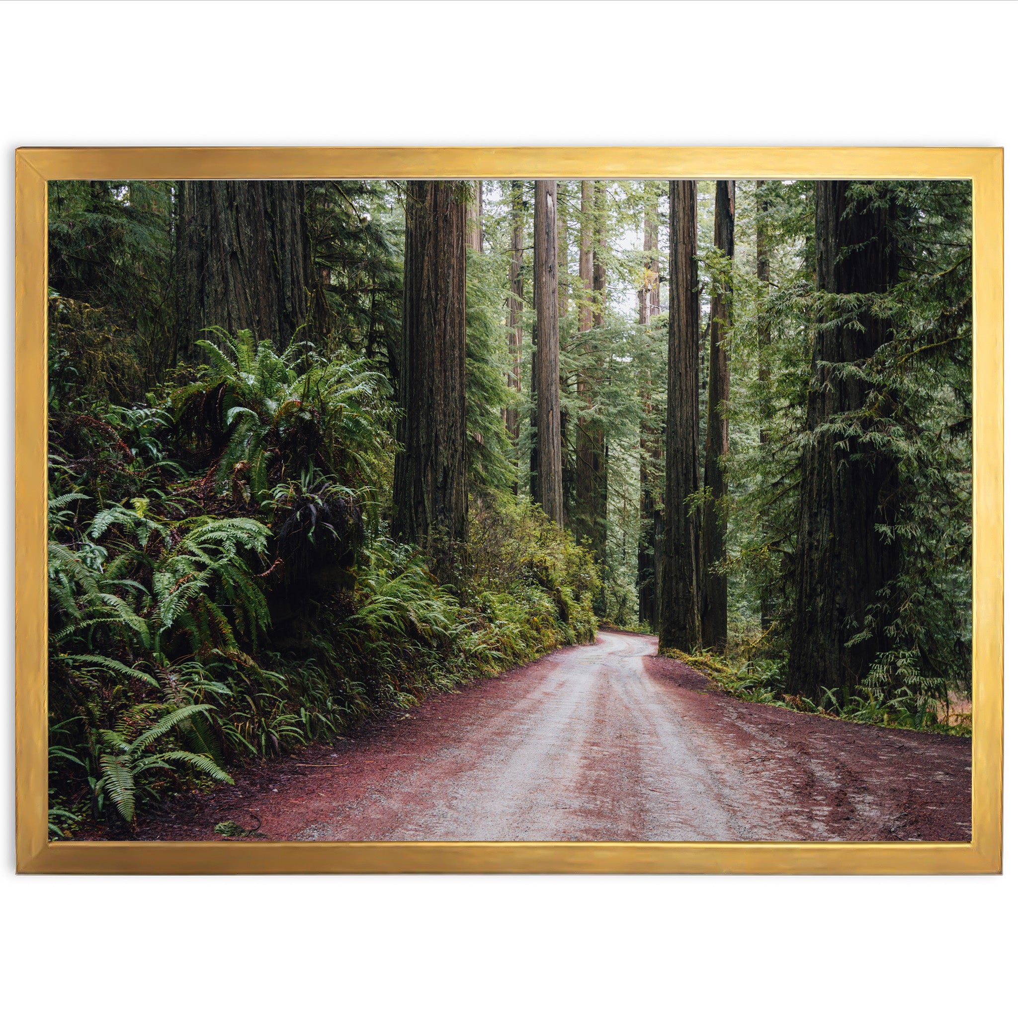 a picture of a dirt road in the middle of a forest