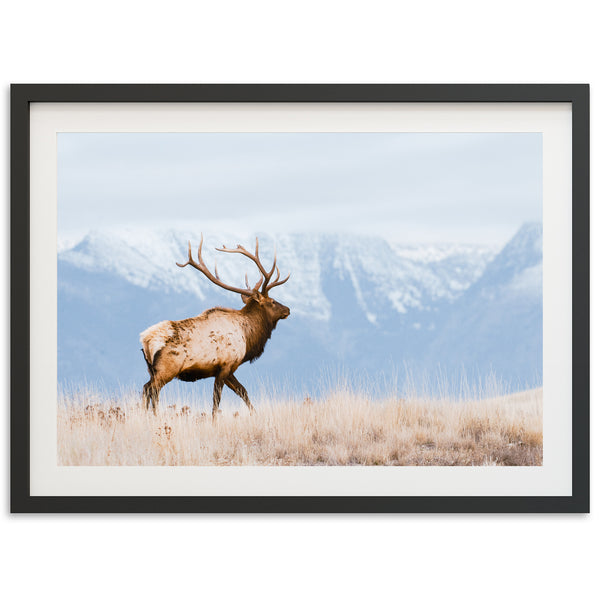 a picture of an elk in a field with mountains in the background