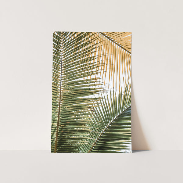 a picture of a palm leaf on a white background