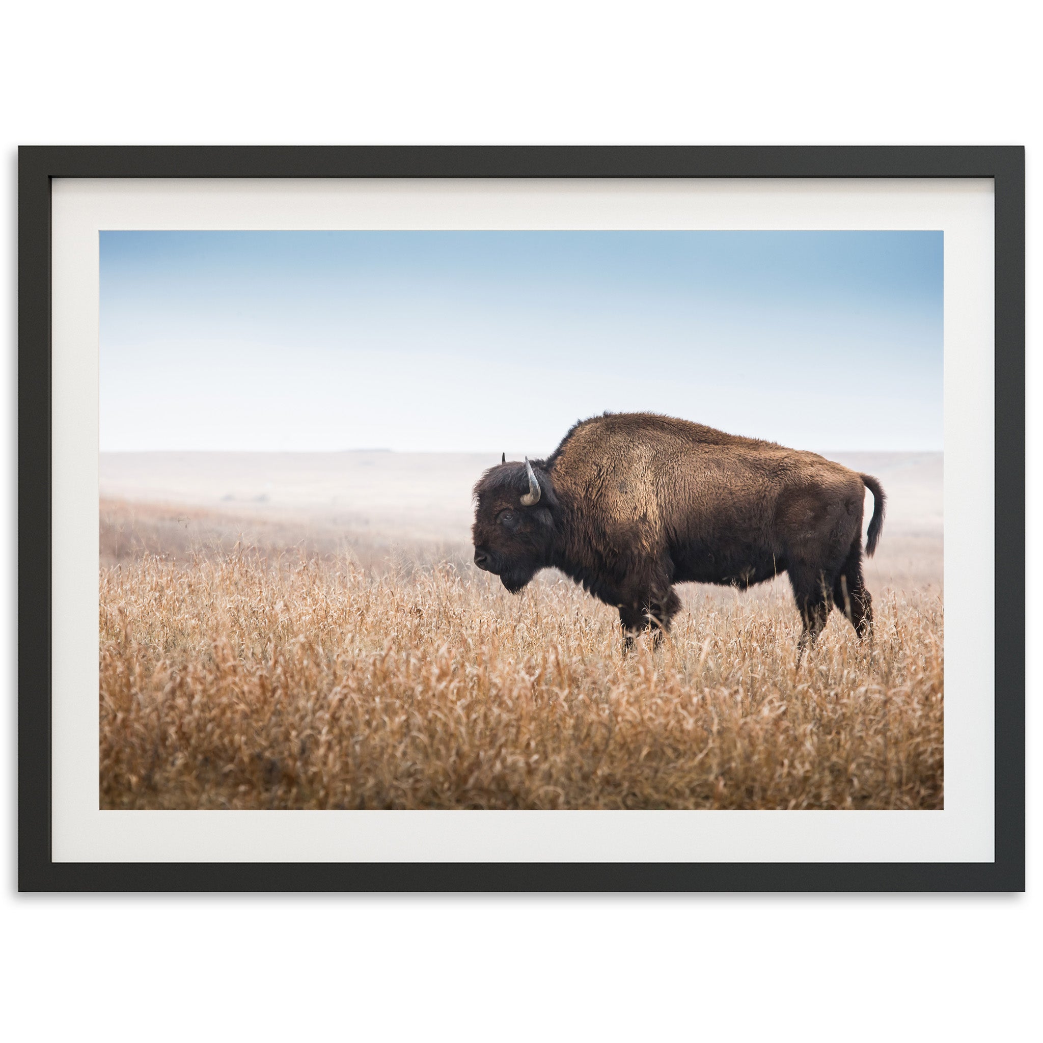 a picture of a bison standing in a field