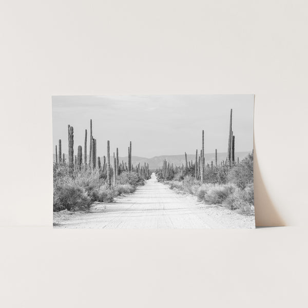 a black and white photo of a desert road