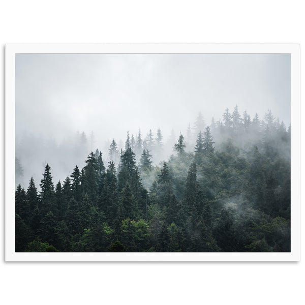 a picture of a forest with fog in the air