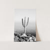 a black and white photo of a cactus