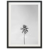 a black and white photo of a palm tree