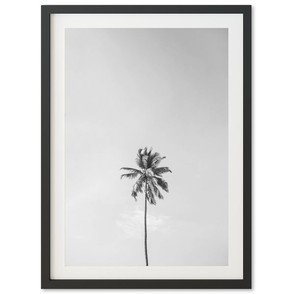 a black and white photo of a palm tree