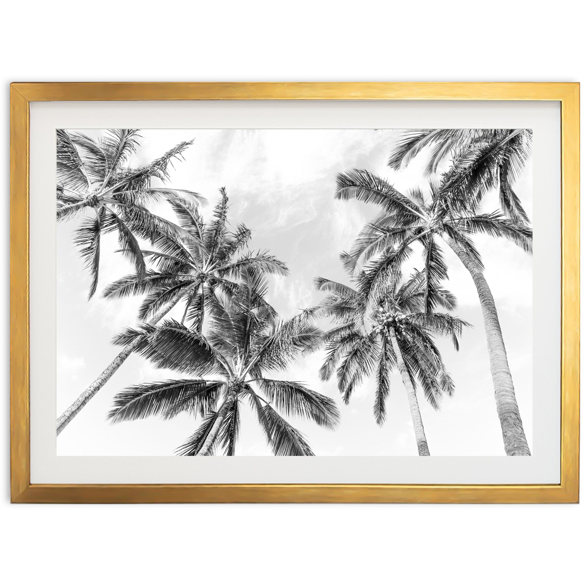 a black and white photo of palm trees