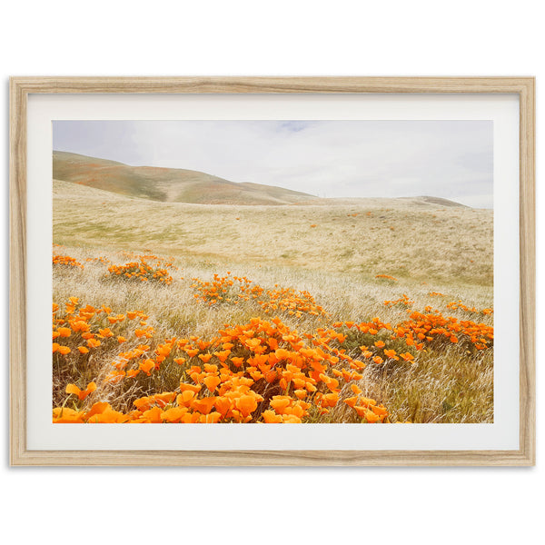 a picture of a field of orange flowers