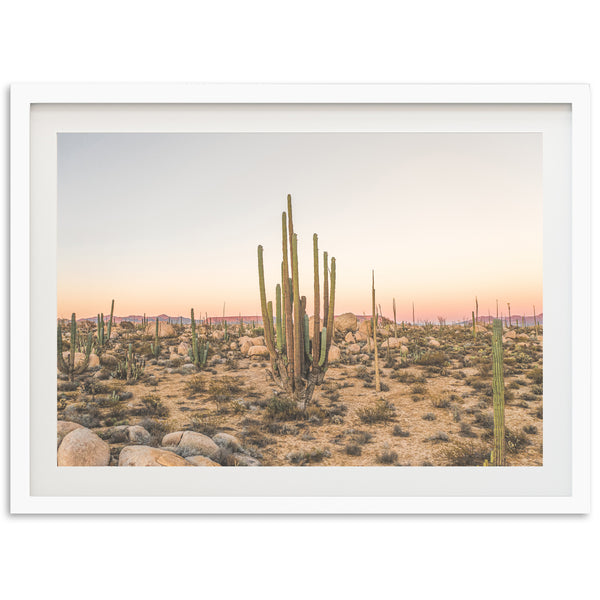 a picture of a cactus in the desert