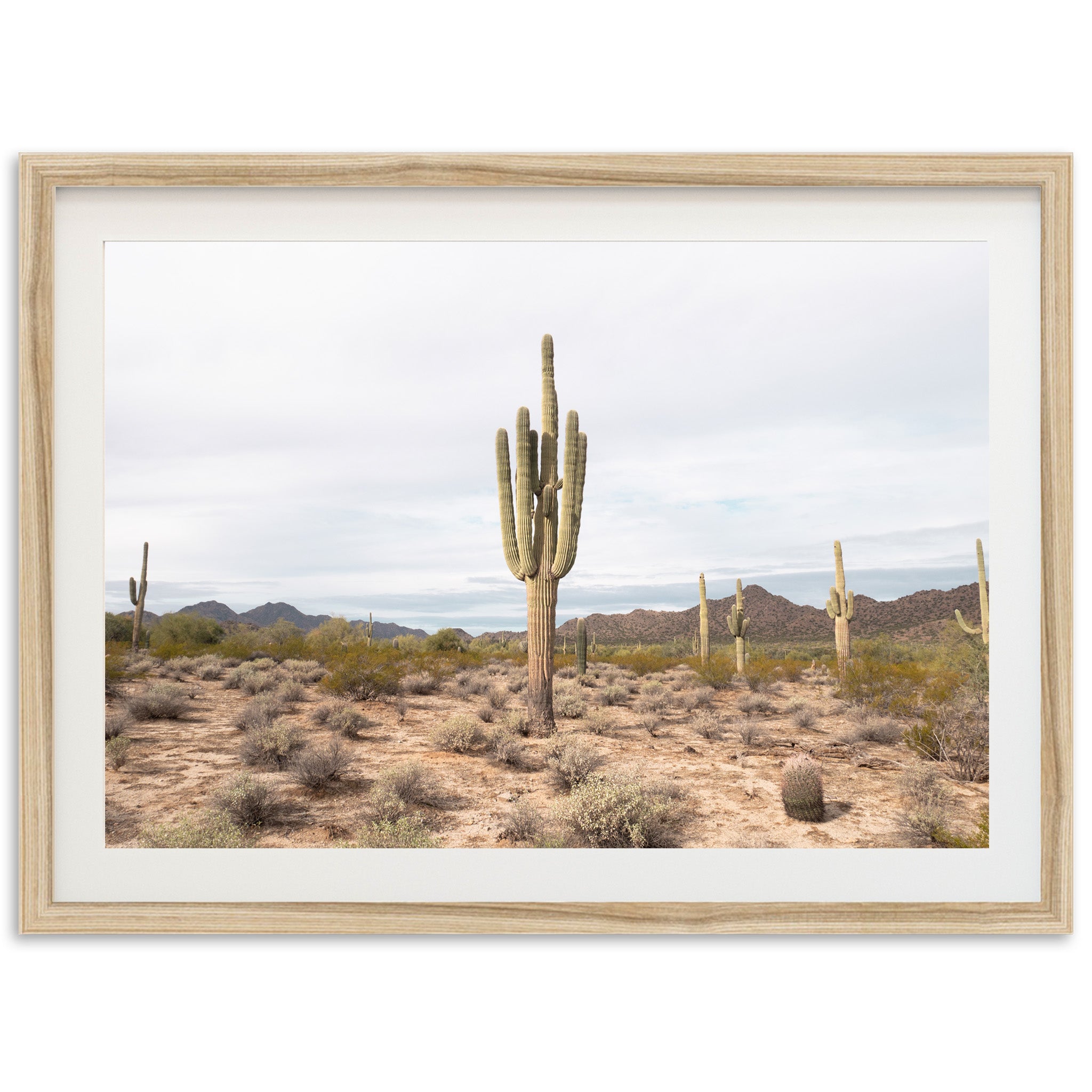 a picture of a cactus in the desert