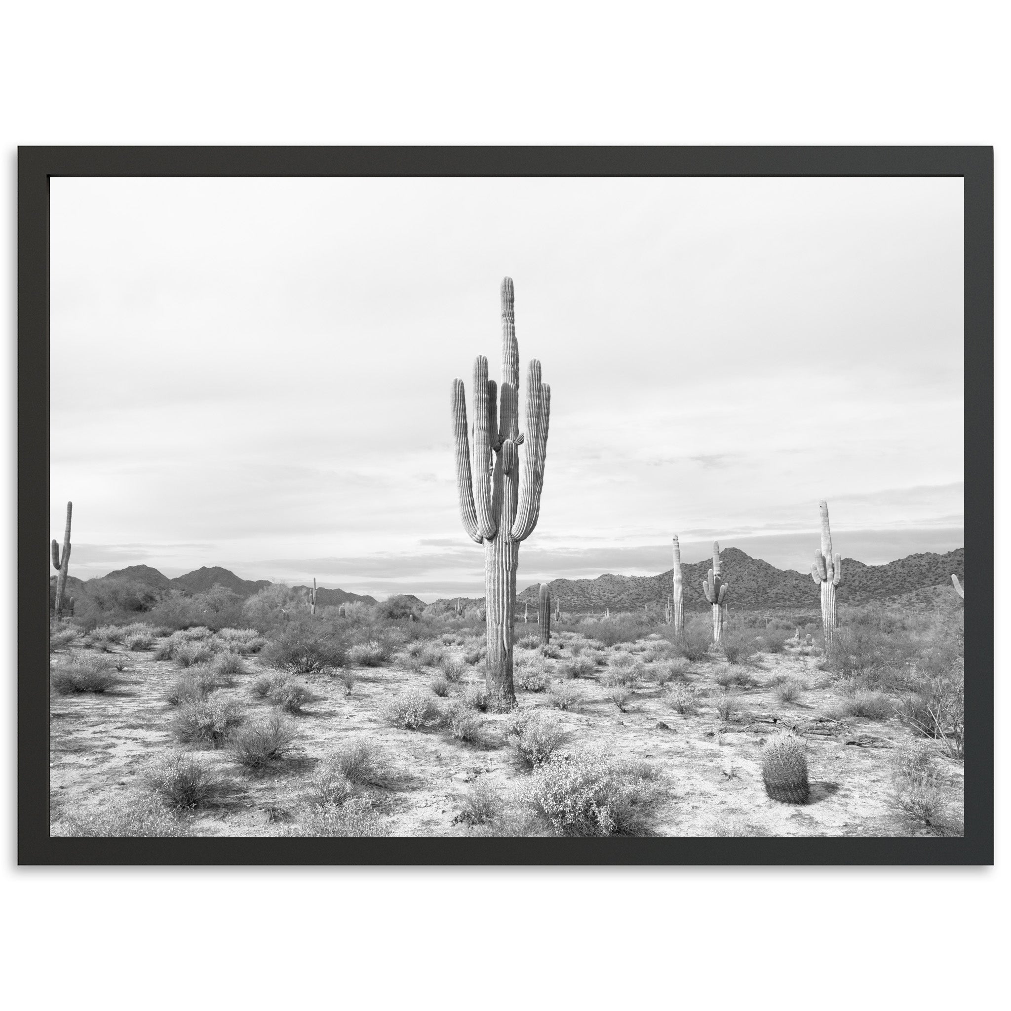 a black and white photo of a cactus in the desert