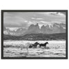 a black and white photo of horses in a field