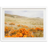 a picture of a field of flowers with hills in the background