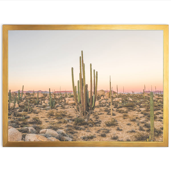 a picture of a desert with a lot of cacti