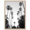 a black and white photo of palm trees