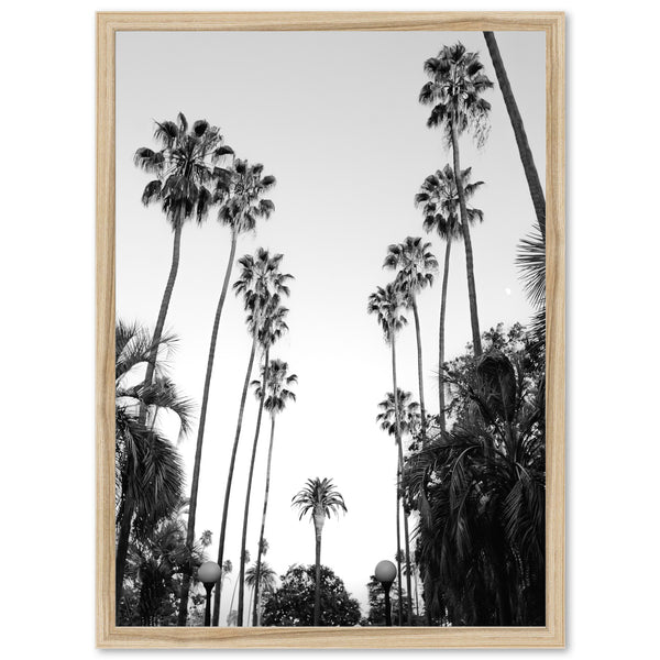 a black and white photo of palm trees