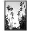 a black and white photo of palm trees