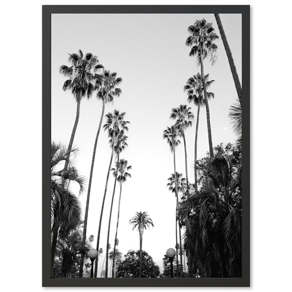 a black and white photo of palm trees