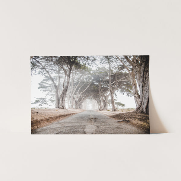 a picture of a road surrounded by trees