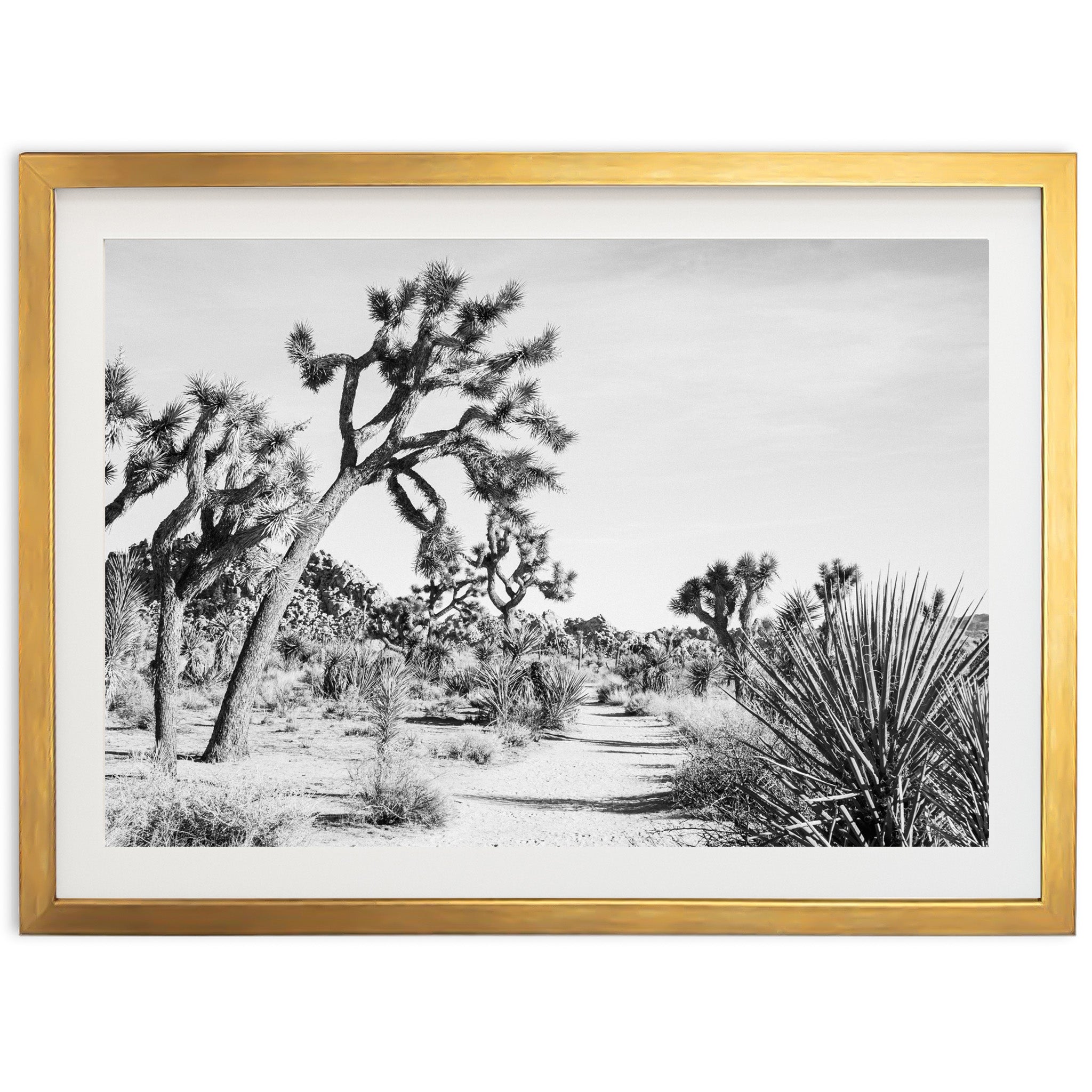 a black and white photo of a desert landscape