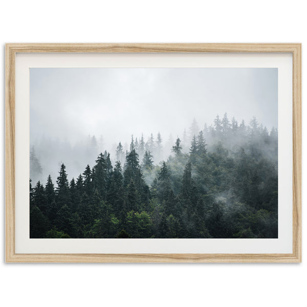 a picture of a forest in the fog