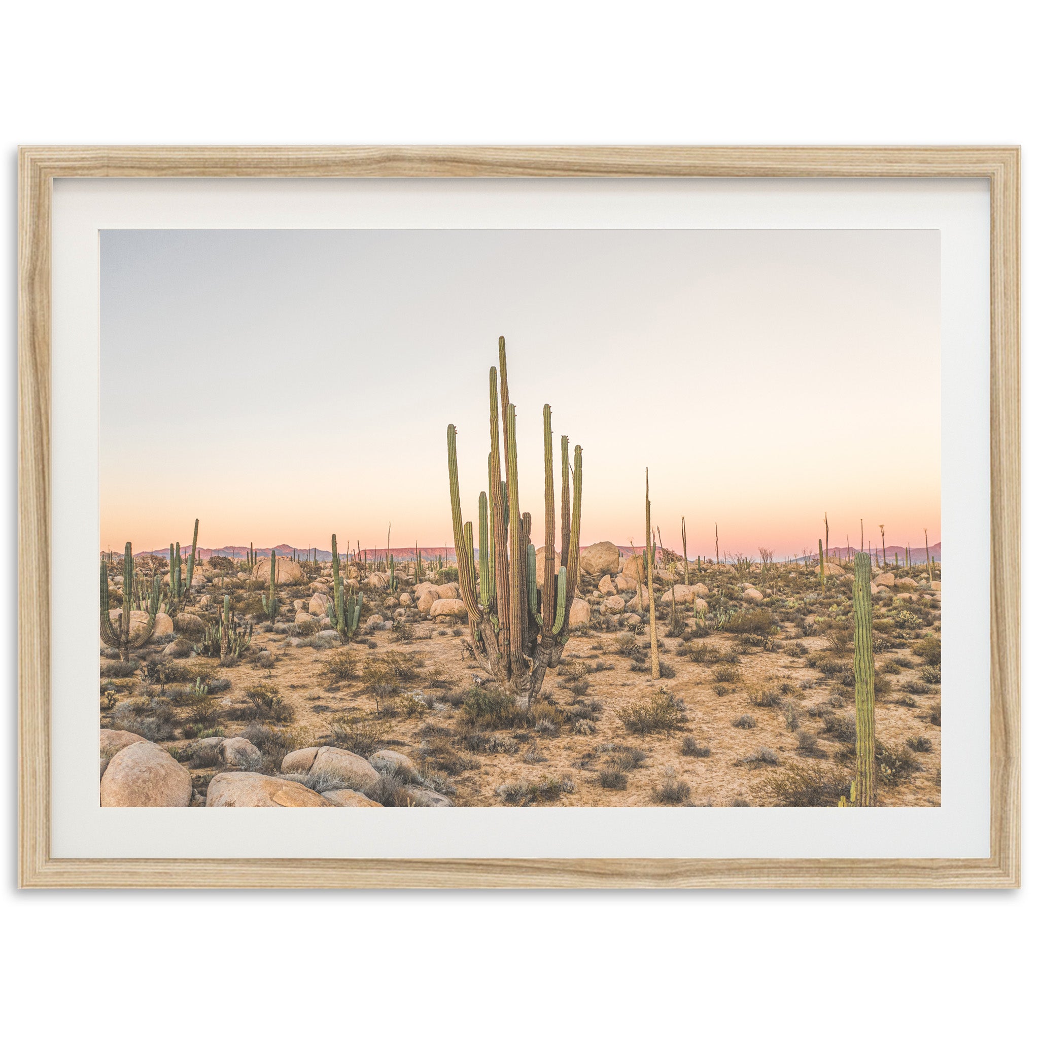 a picture of a desert with cactus trees